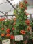 Thunbergia alata 'Tangerine Slice' - small image 1