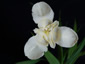 Tigridia pavonia white - small image 1