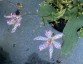 Tricyrtis 'Empress' - small image 1