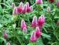 Trifolium rubens - small image 1