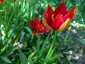 Tulipa sprengeri AGM - small image 1