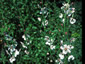 Verbascum blattaria albiflorum - small image 1