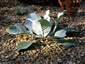 Verbascum bombyciferum 'Polar Summer' - small image 1