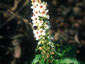 Verbascum chaixii 'Album' - small image 1