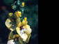 Verbascum creticum - small image 1
