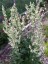 Verbascum lychnitis - small image 1