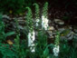 Verbascum phoeniceum 'Album' - small image 1