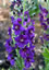 Verbascum phoeniceum 'Violetta' - small image 1