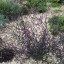 Verbena officinalis 'Bampton' - small image 1