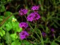 Verbena rigida 'Santos Purple' - small image 1
