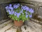 Viola cornuta 'Boughton Blue' - small image 1