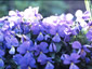 Viola corsica - small image 1