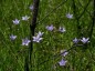 Wahlenbergia undulata - small image 1