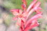 Watsonia pink,maybe form of W. marlothii - small image 1