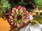 Zinnia elegans 'Queen Red Lime' - small image 1