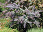 Acacia baileyana 'Purpurea' - small image 2