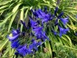 Agapanthus short dark blue Headbourne hybrids - small image 2