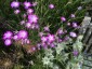 Agrostemma 'Purple Queen' - small image 2