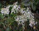 Allium carinatum ssp. pulchellum Album AGM - small image 2