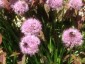 Allium lusitanicum 'Summer Beauty' - small image 2