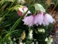 Allium narcissiflorum - small image 2