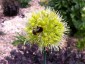 Allium obliquum - small image 2