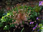 Allium schubertii - small image 2