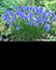 Allium sikkimense - small image 2
