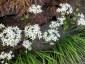 Allium tuberosum - small image 2