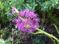 Allium wallichii - small image 2