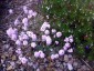 Alyssum spinosum var. roseum AGM - small image 2