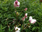 Anemone hupehensis ssp. hupehensis alba - small image 2