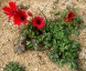 Anemone pavonina red - small image 2