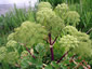 Angelica archangelica - small image 2