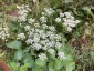 Angelica sinensis 'Loushan Filigree' - small image 2