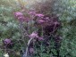 Angelica sylvestris 'Purpurea' - small image 2
