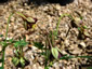 Aquilegia viridiflora - small image 2