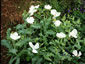 Argemone grandiflora - small image 2