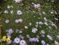 Aster turbinellus Marchant's hybrid AGM - small image 2