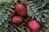 Astragalus crassicarpus - small image 2