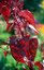 Atriplex hortensis 'Rubra' - small image 2