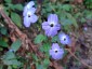 Browallia americana 'Blue Lady' - small image 2