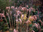 Calamagrostis emodensis - small image 2