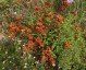 Calceolaria 'Camden Hero' - small image 2