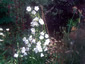 Campanula persicifolia 'Alba' - small image 2