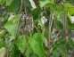 Catalpa bignonoides AGM - small image 2