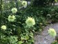 Cephalaria gigantea - small image 2