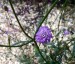 Cephalaria transylvanica - small image 2