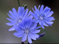Chicory, Cichorium intybus - small image 2