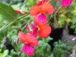 Chorizema diversifolium - small image 2